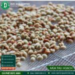 1kg cà phê rang mộc Robusta DUC ANH COFFEE nguyên chất xay pha phin, xay pha máy, ủ lạnh, nguyên hạt, cà phê Đức Anh - Ảnh 8