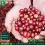 1kg cà phê rang mộc Robusta DUC ANH COFFEE nguyên chất xay pha phin, xay pha máy, ủ lạnh, nguyên hạt, cà phê Đức Anh - Ảnh 9