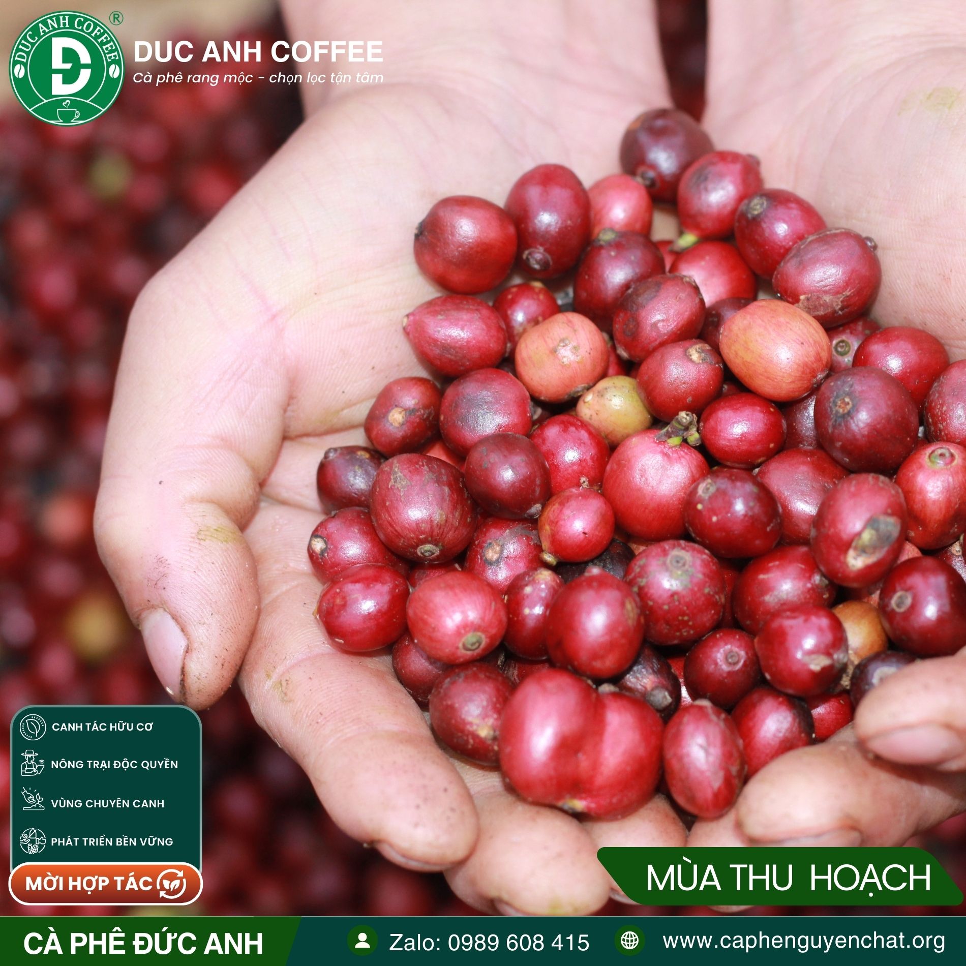 1kg cà phê rang mộc Robusta DUC ANH COFFEE nguyên chất xay pha phin, xay pha máy, ủ lạnh, nguyên hạt, cà phê Đức Anh - Ảnh 9