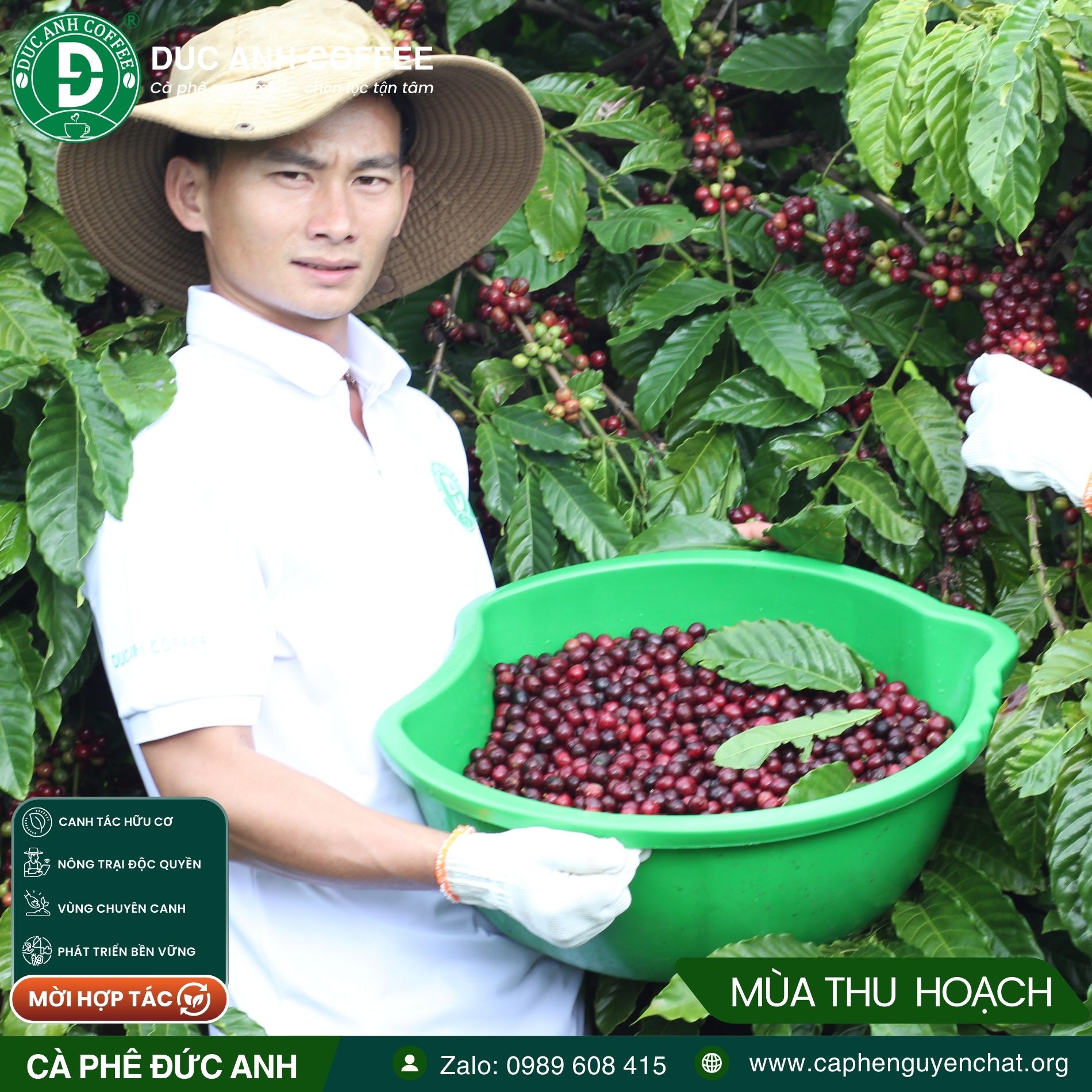 1kg cà phê rang mộc Robusta DUC ANH COFFEE nguyên chất xay pha phin, xay pha máy, ủ lạnh, nguyên hạt, cà phê Đức Anh - Ảnh 10