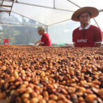 1kg Cafe DAHO honey coffee Đẳng cấp Cà Phê Sơ Chế Honey Dùng Pha Máy , Pha máy Cam kết 100% Trái Chín Đặc Biệt - Ảnh 5