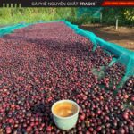 1kg Cafe DAHO honey coffee Đẳng cấp Cà Phê Sơ Chế Honey Dùng Pha Máy , Pha máy Cam kết 100% Trái Chín Đặc Biệt - Ảnh 3