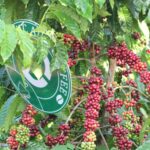 1kg cà phê rang mộc Robusta DUC ANH COFFEE nguyên chất xay pha phin, xay pha máy, ủ lạnh, nguyên hạt, cà phê Đức Anh - Ảnh 6