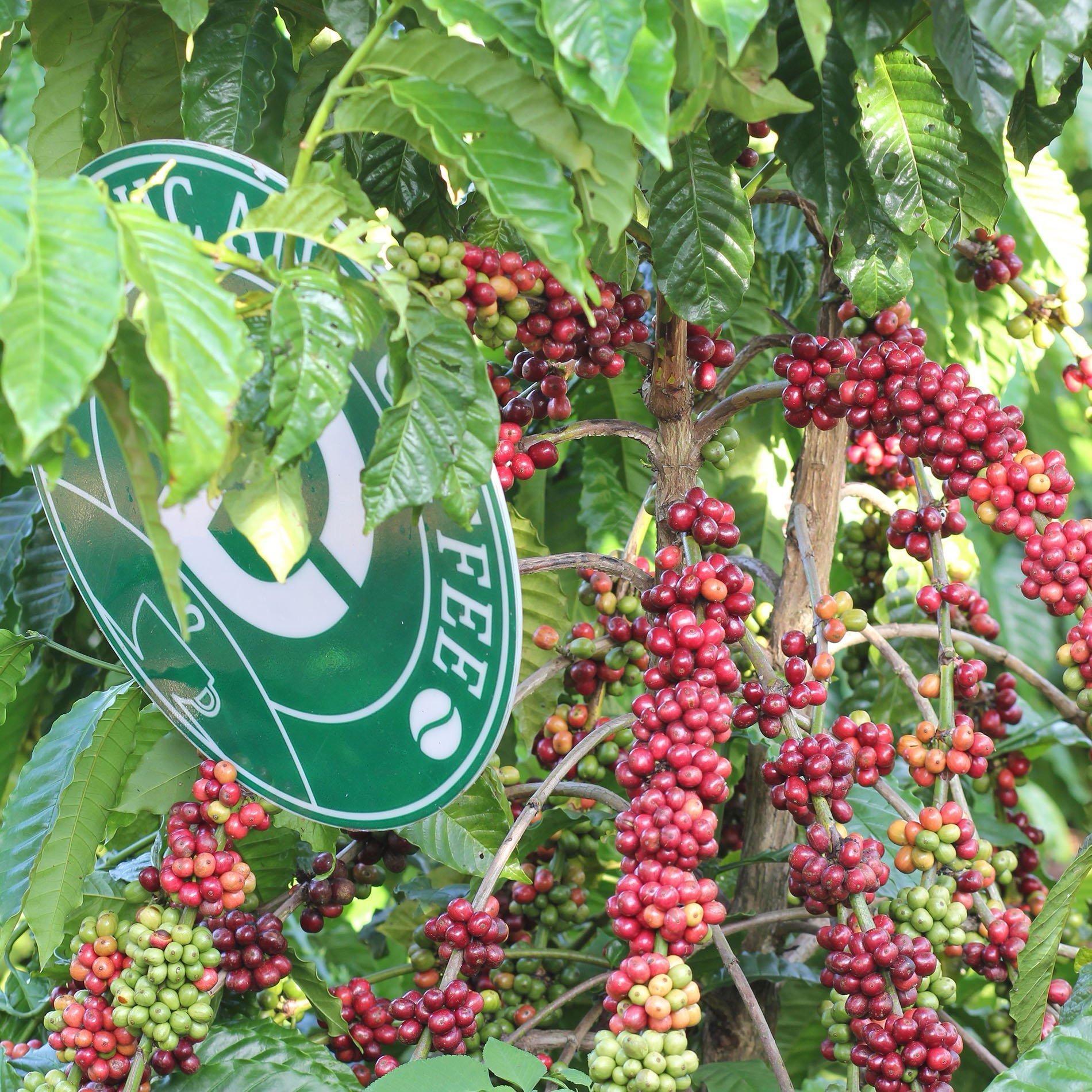 1kg cà phê rang mộc Robusta DUC ANH COFFEE nguyên chất xay pha phin, xay pha máy, ủ lạnh, nguyên hạt, cà phê Đức Anh - Ảnh 6